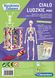 Обучающее развлечение Анатомия человека: мини-скелет Clementoni 50515