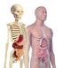Обучающее развлечение Анатомия человека: мини-скелет Clementoni 50515