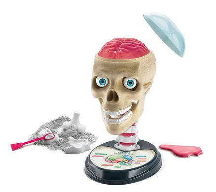 Научная и веселая модель человеческого черепа 8+ Анатомія Clementoni 50697